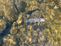 レインボートラウトの釣果