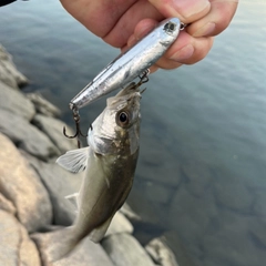 セイゴ（マルスズキ）の釣果