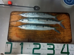 ホシザヨリの釣果