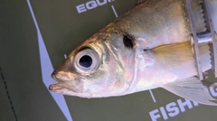 マアジの釣果