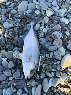 ショゴの釣果