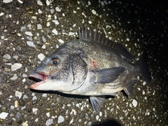 クロダイの釣果