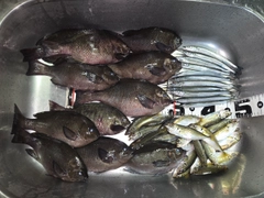 クチブトグレの釣果