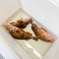 ガシラの釣果
