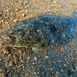 Sappi さんの 2026年10月10日のソゲの釣り・釣果情報(愛媛県
