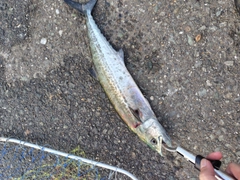 サゴシの釣果