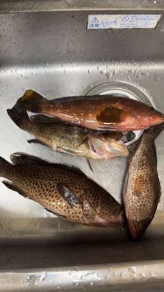 オオモンハタの釣果