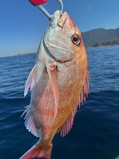 マダイの釣果
