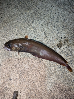 ドンコの釣果