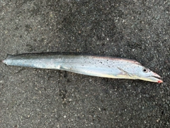 タチウオの釣果