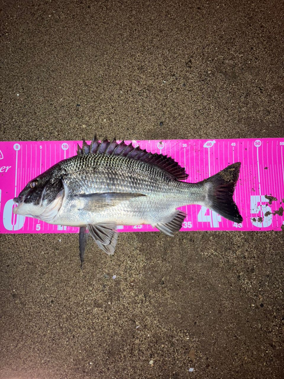 SHIMANO ピットブル 8+ 0.6号/トレーサブルピンク/200mの最安値