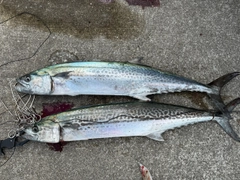 タチウオの釣果