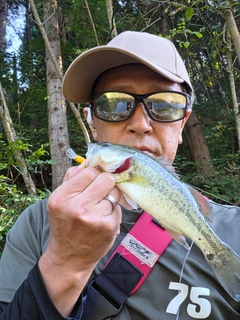 ラージマウスバスの釣果