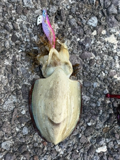 コウイカの釣果