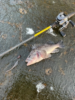 クロソイの釣果