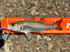 セイゴ（マルスズキ）の釣果