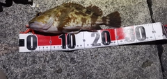 ガシラの釣果