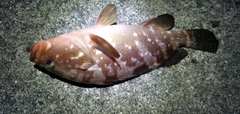アコウの釣果