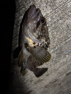 マゾイの釣果