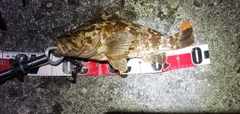 タケノコメバルの釣果