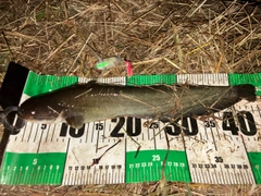 ナマズの釣果