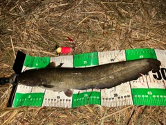 ナマズの釣果