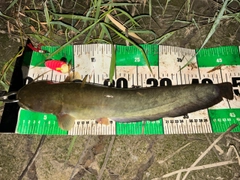 ナマズの釣果