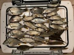キチヌの釣果