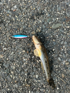 ハゼの釣果