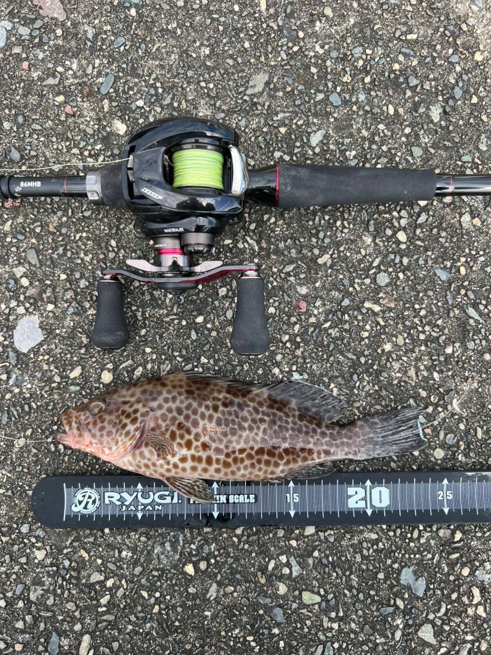 DAIWA 22HRF® (ハードロックフィッシュ) 83MB・Qの最安値・インプレ