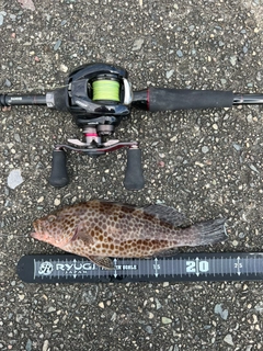オオモンハタの釣果
