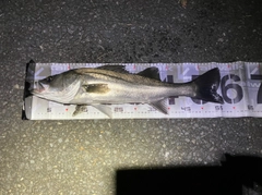 スズキの釣果