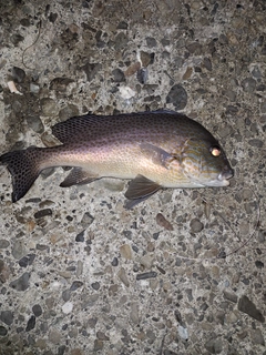 コロダイの釣果