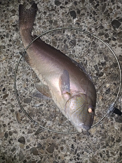 コロダイの釣果