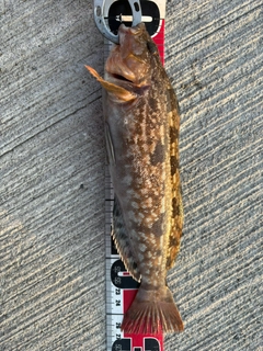 アブラコの釣果
