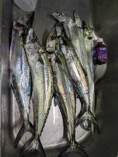 サゴシの釣果