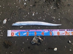 タチウオの釣果