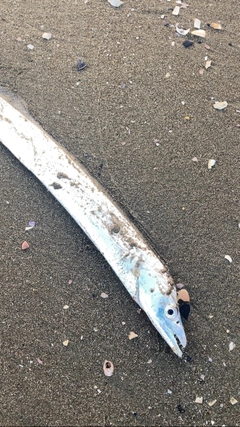 タチウオの釣果