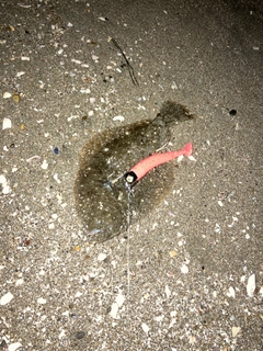 ヒラメの釣果