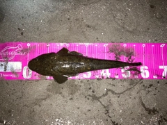 マゴチの釣果