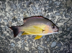 オキフエダイの釣果