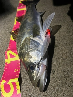 シーバスの釣果