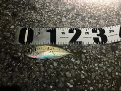 マアジの釣果