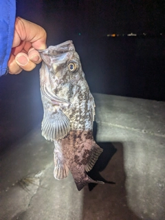 クロソイの釣果