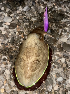 コウイカの釣果