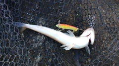 エソの釣果