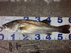 シーバスの釣果