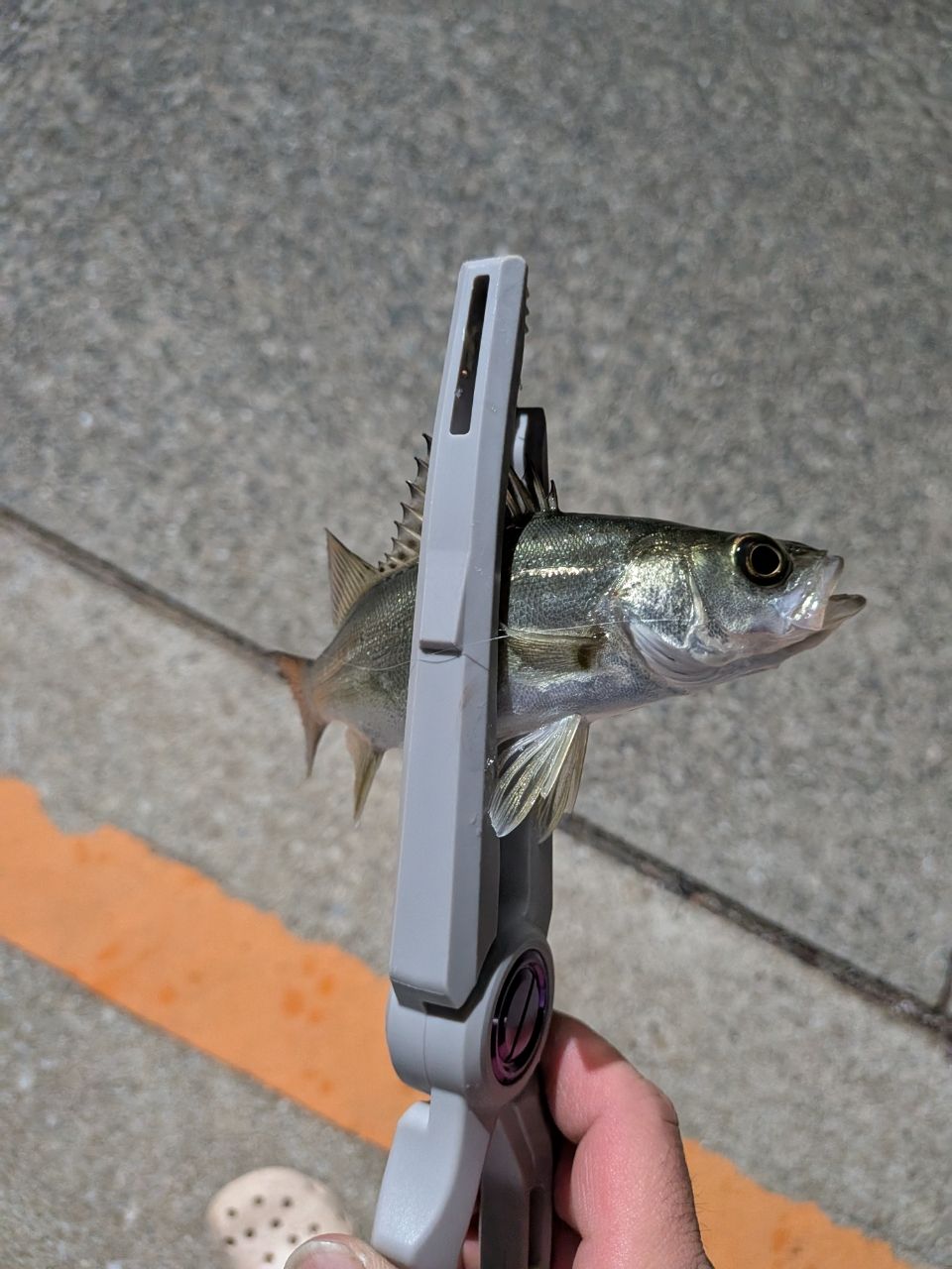 DAIWA 23月下美人 AIR AJING 510UL-S・Wの最安値・インプレ・釣果