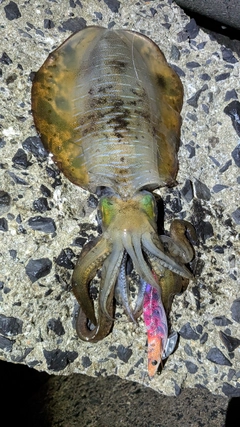 アオリイカの釣果