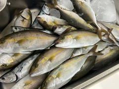 カンパチの釣果